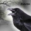 ZS.Raven